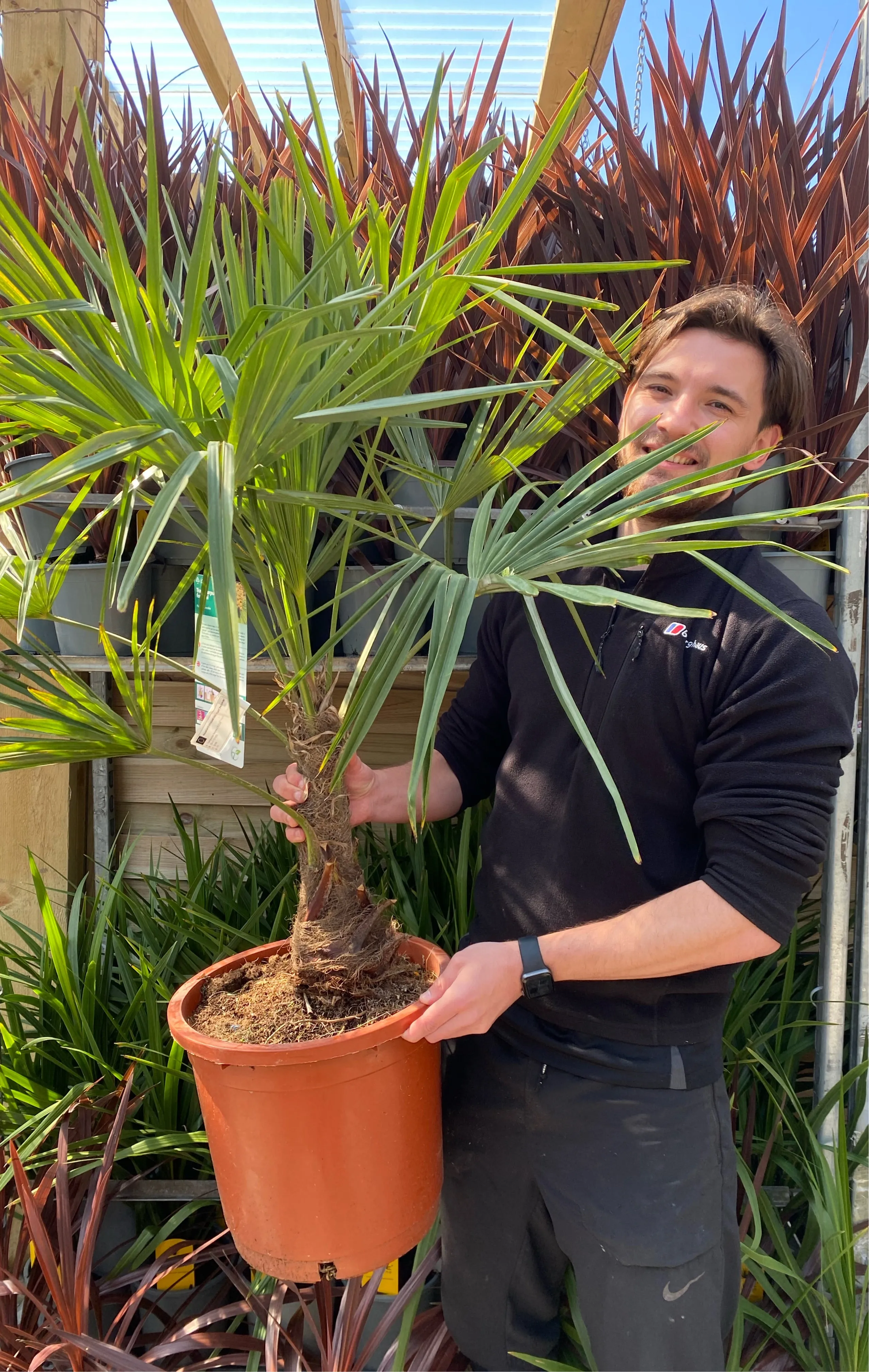 Trachycarpus Fortunei 7L / 12L