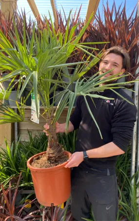 Trachycarpus Fortunei 7L / 12L